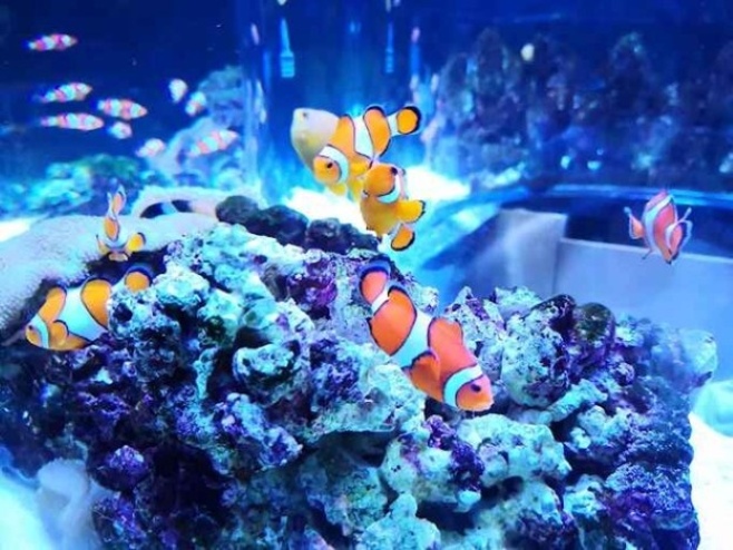 Ambient lighting and deep-sea species